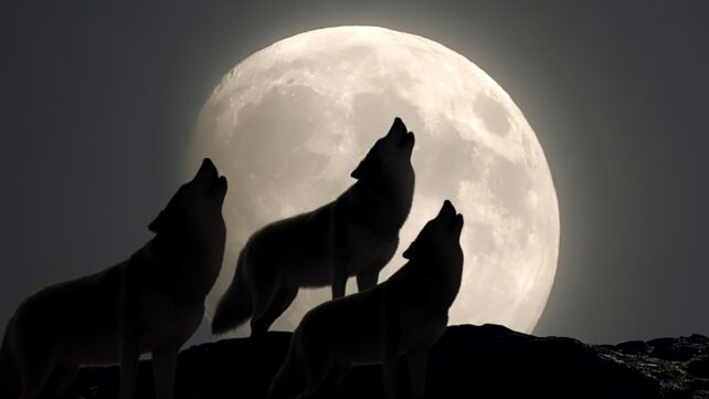 Bigger, Brighter, Bolder: The Wolf Supermoon That Starts 2026 With A Glow