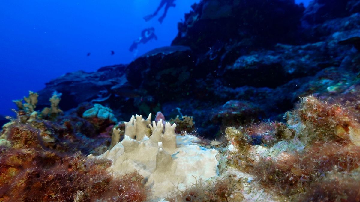 Oceans in Peril: 84% of World’s Coral Reefs Suffer Worst Bleaching Ever Recorded