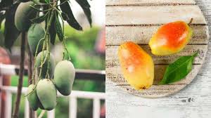 King-Sized and Crowned: Meet India’s Most Regal (and Costly) Mangoes