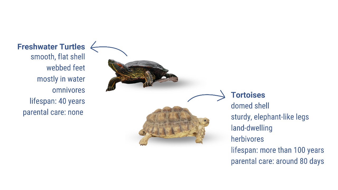 Tortoise Or Turtle? Cracking The Shell On Nature’s Most Confused Creatures