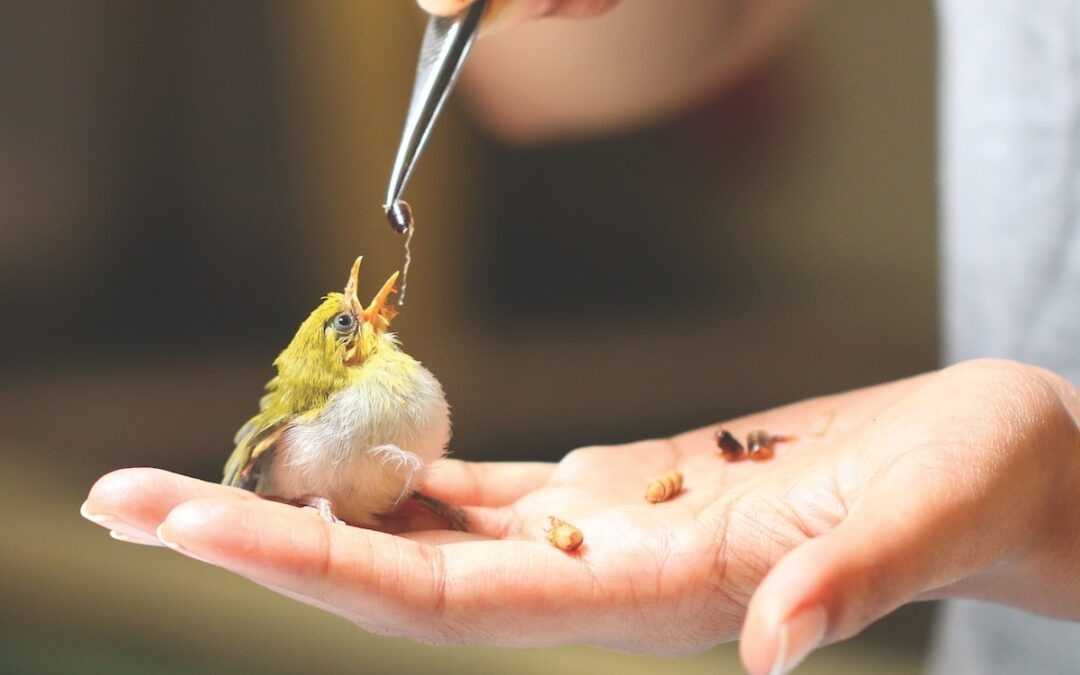 Feathered Guardians: The Rise of India’s Urban Bird Rescuers