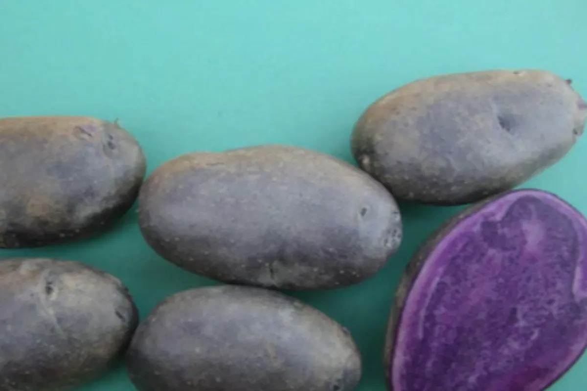 Young Farmer Introduces Purple Potato Variety With Promising Market Potential