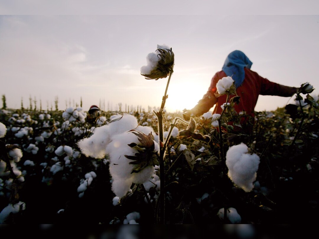 Sowing Prosperity: Punjab Unveils 33% Subsidy on Bt Cotton Hybrid Seeds