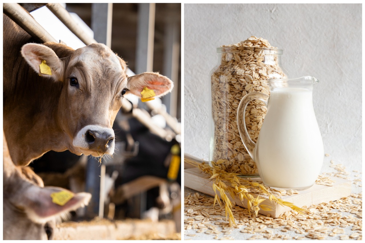 Moo-ve Over, Dairy! Oat Milk vs. Cow’s Milk—Which One’s the Cream of the Crop?