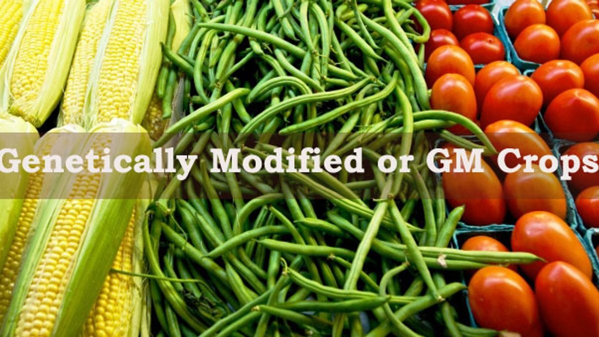 Harvest Of Concerns: GM Crops In Spotlight Of India-US Pact
