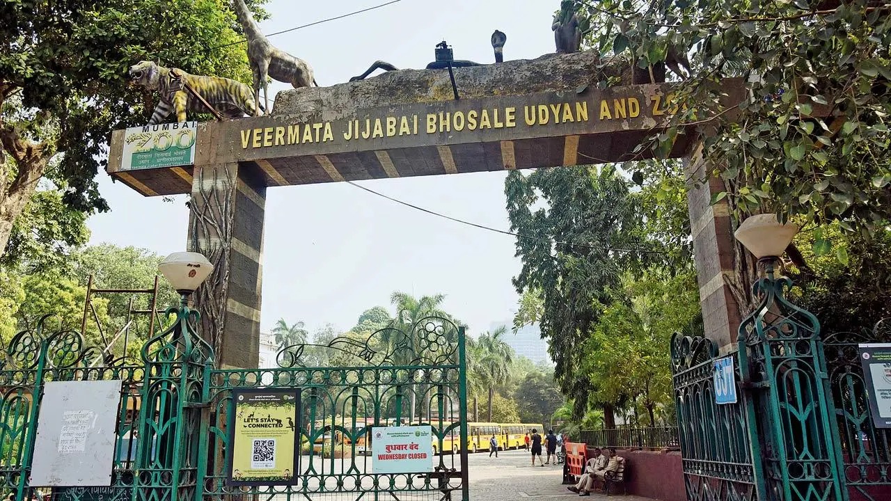 Mumbai’s Byculla Zoo Awaits a Lion, Gujarat Remains Silent
