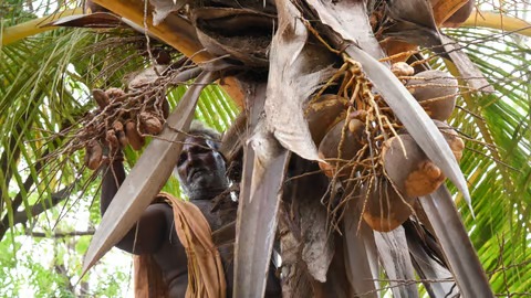Tamil Nadu's Coconut Yields Plummet by 40% Amid Heatwave and Pest Infestation; Prices Double