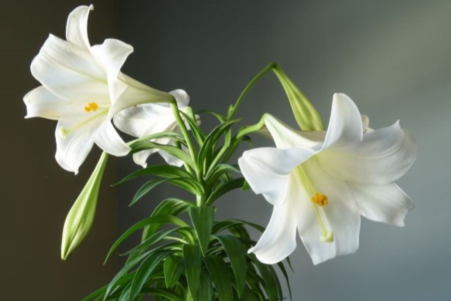 Petal Power: 9 Secrets to Make Your White Lily Flourish Indoors