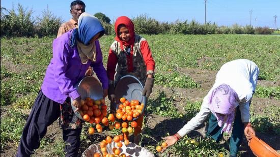 Sour Times for Farmers: Tomato Prices Take a Nosedive
