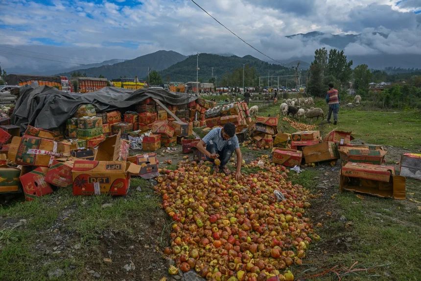 Kashmir’s Apple Mandis Go Silent: Valley Growers Protest Highway Chaos and Mounting Losses
