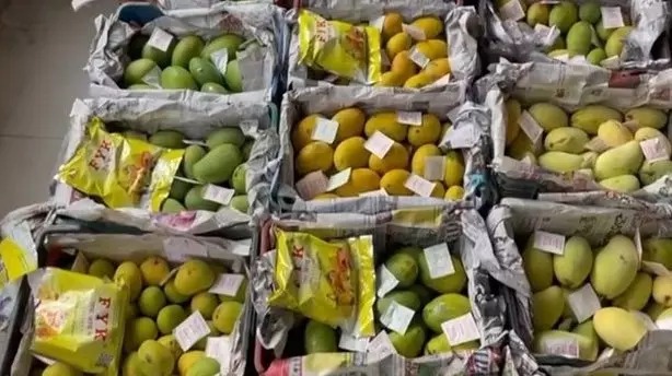 Mangoes Under the Microscope: Food Safety Inspections at Mozamjahi