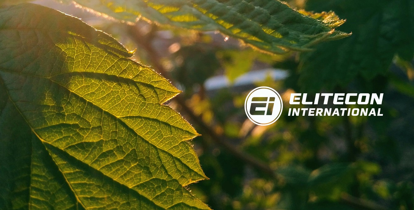 Elitecon International’s Meteoric Rise: 1000% YTD & Fresh Order Win