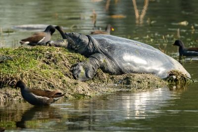 Turtle On The Grid: Kaziranga’s Softshell Gets A High-Tech Tag