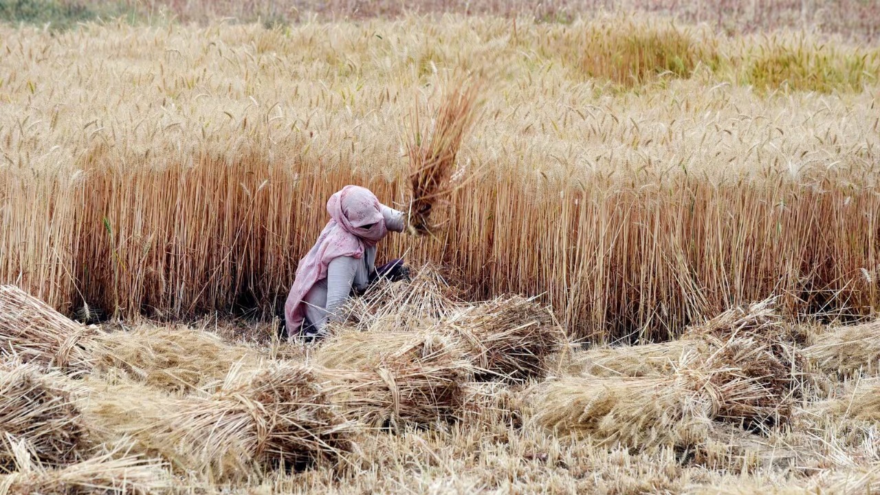 Why India’s Latest Wheat Stock Limits Are a Turning Point for Food Security and Market Fairness