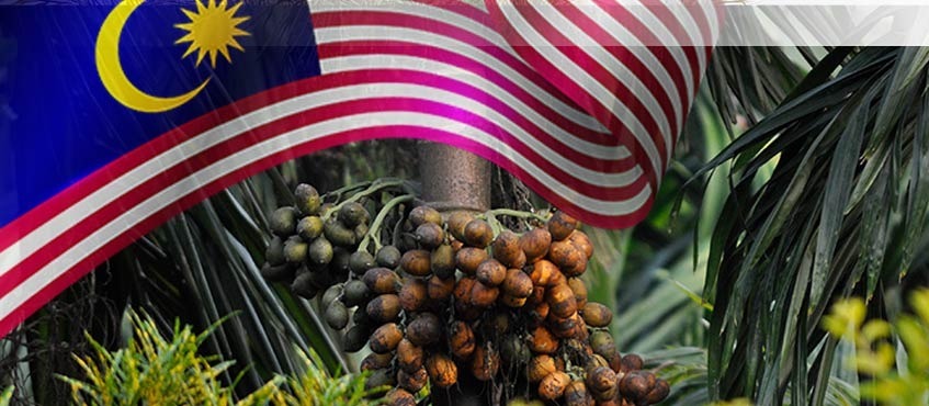 Malaysia Palm Oil Exports Slump 16% in Early December