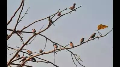 WINGS 2025: Over 300 Participants Document 271 Bird Species in Mumbai & Maharashtra