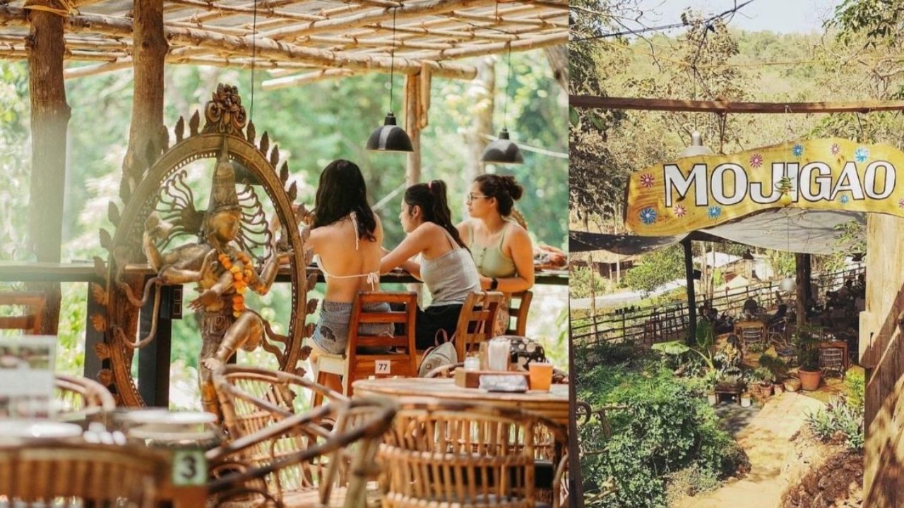 Goa Wellness Tours Unveil the Forest-Floor Diet: A Culinary Journey Through Edible Wild Plants