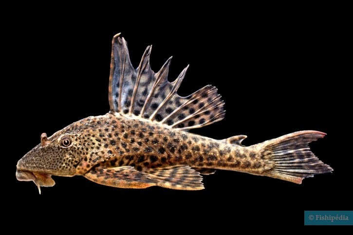 Suckermouth Catfish: The Invasive Predator Endangering Aquaculture and Native Fish