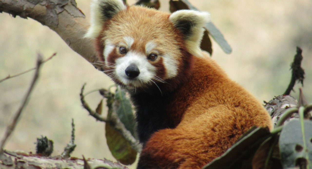 Red Pandas on the Brink: Why 50 Protected Areas Might Not Be Enough