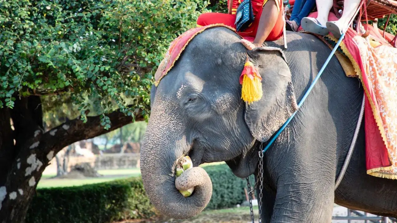 Elephant Safaris Return To Corbett And Rajaji After Seven Years