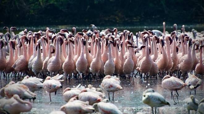 Maharashtra Forest Minister Pushes to Protect Flamingo Haven in Navi Mumbai