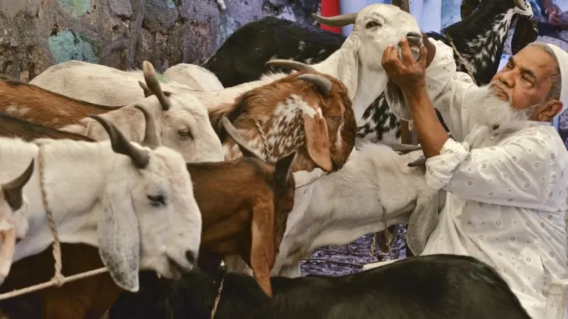 Lucknow’s Eid Rush: Goat Markets Turn Into Bustling Bargain Bazaars