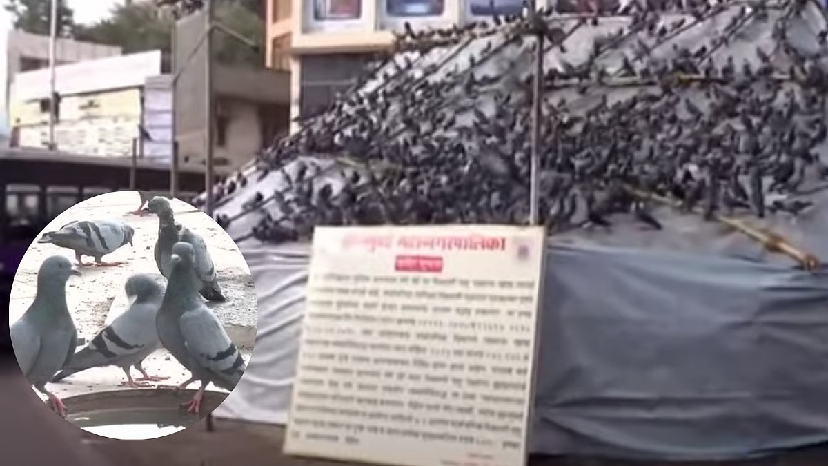 Sealed in Plastic: The Pigeons, Protests, and Court Orders Shaping Dadar’s Kabutarkhana
