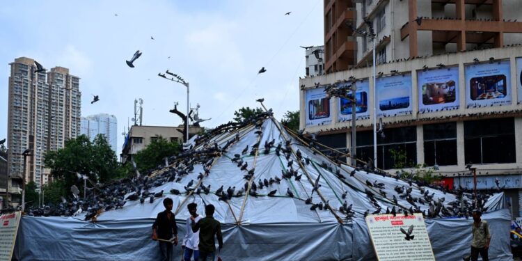 Pigeons, Protests, and Politics: How Mumbai’s Kabutarkhanas Became a Flashpoint Ahead of Civic Polls