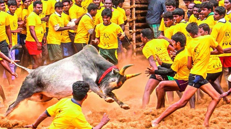 Thrills and Tradition: Jallikattu 2025 Kicks Off in Madurai with 1,100 Bulls and 900 Brave Tamers!