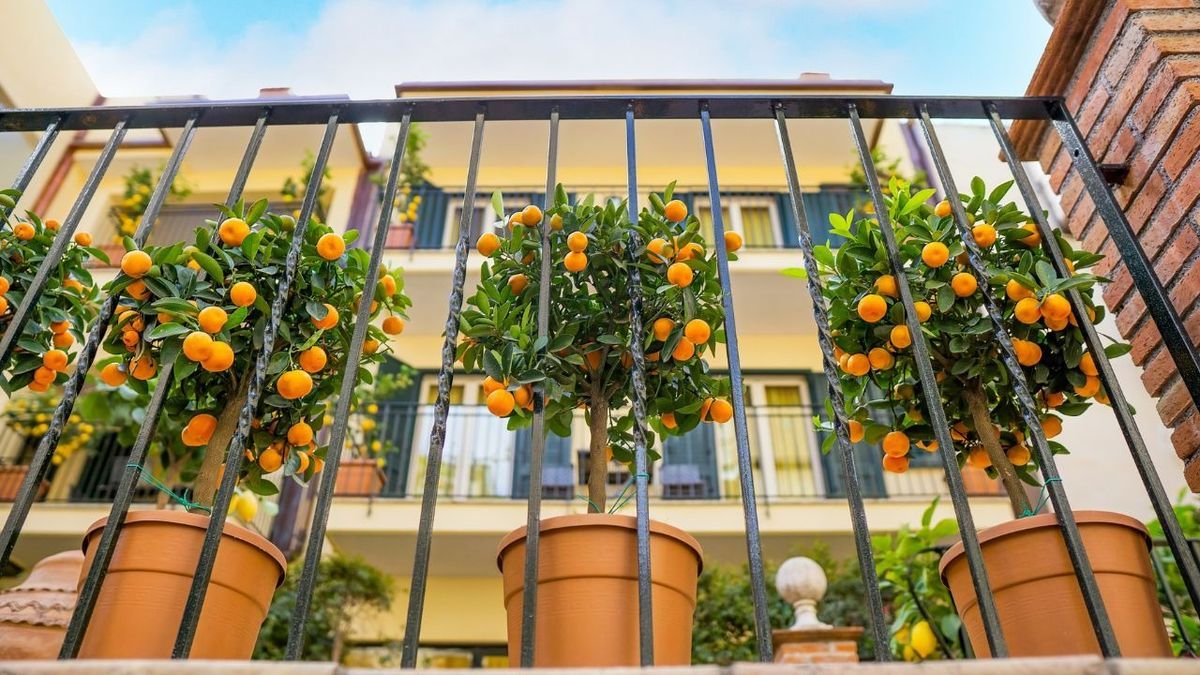 Balcony Bounty: Fruity Delights That Grow Where Space Is Tight