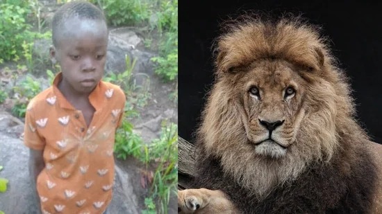 Miraculous Survival: 8-Year-Old Survives Five Days Alone in Lion-Infiltrated Zimbabwean Park