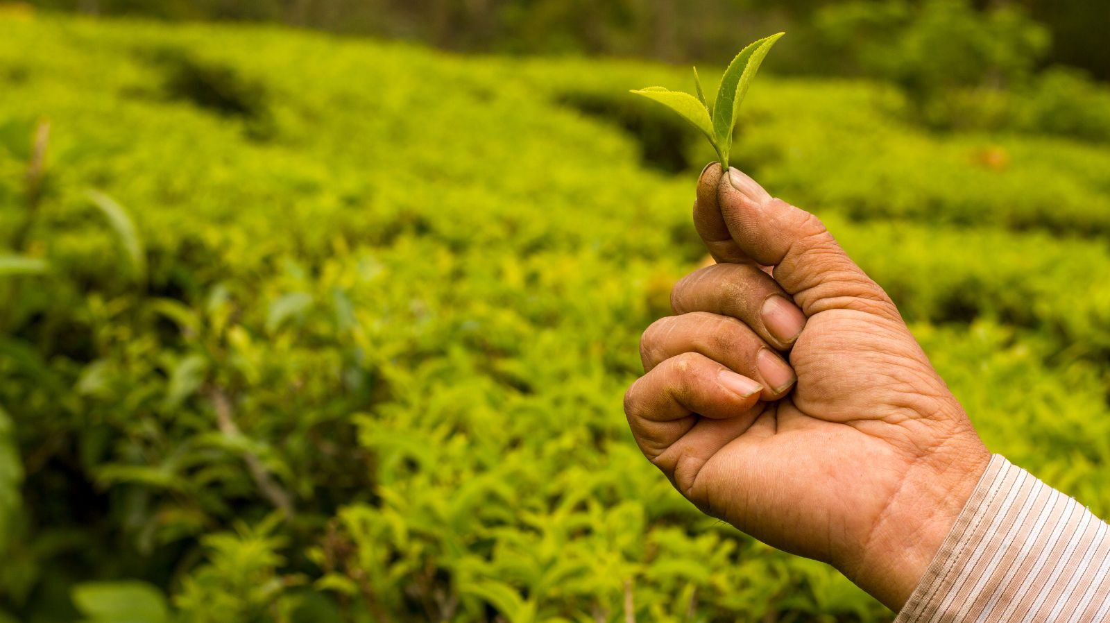 Nepal Steeps in Success as Tea Exports Brew Up Growth