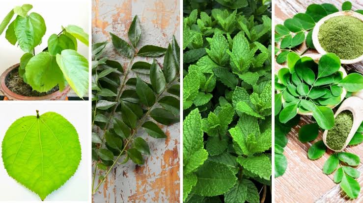 Eat Your Greens—Literally! Healing Leaves for Blood Sugar and Gut Health