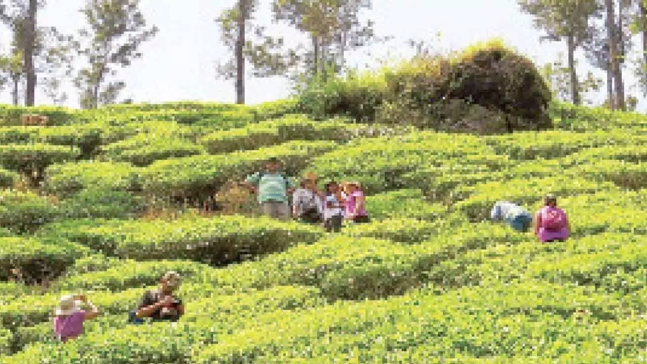 Coffee Estates in Crisis: Will the Centre End Online Auctions?