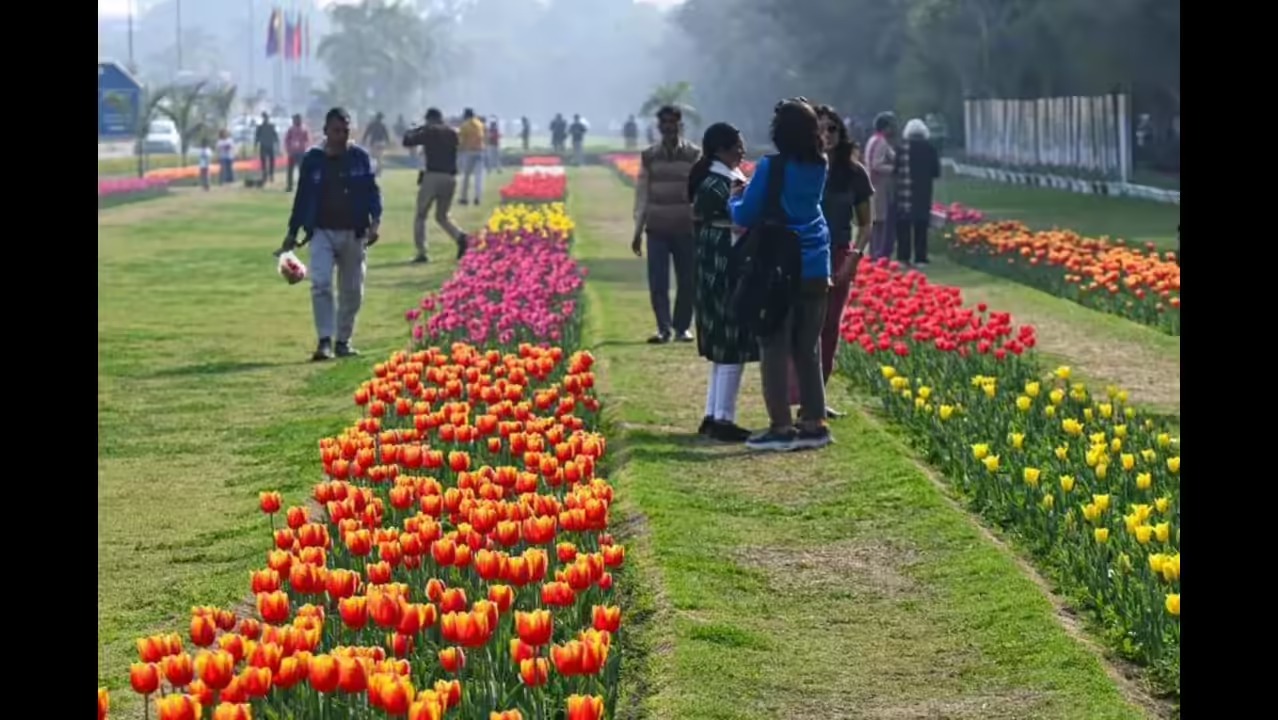 More Than Just Flowers: NDMC’s 50,000 Tulips to Boost Delhi’s Green Credentials