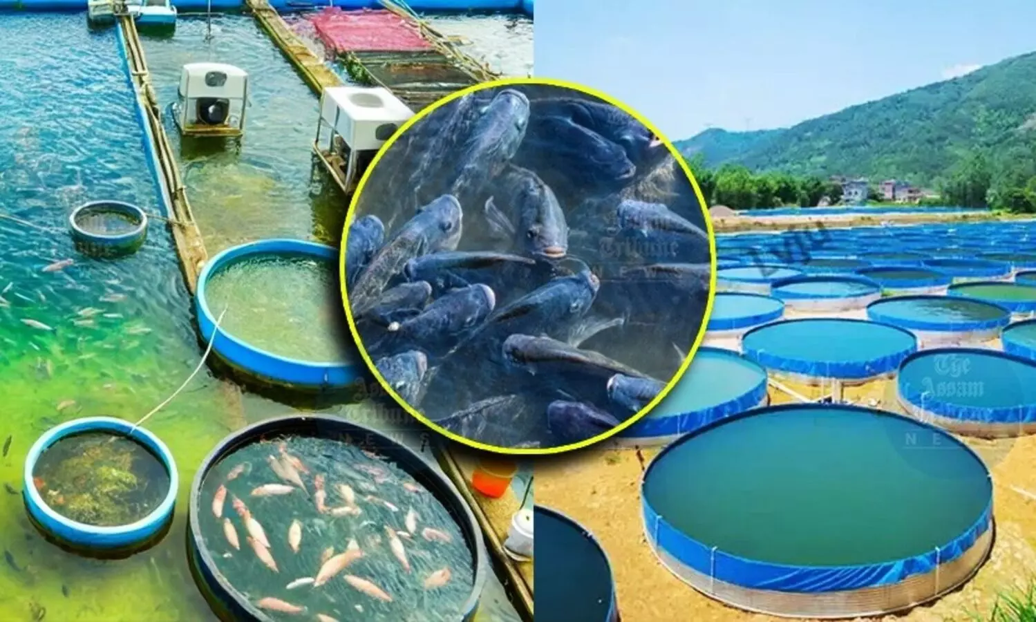 Assam to Revive 71 Waterbodies to Boost Fish Output and Livelihoods