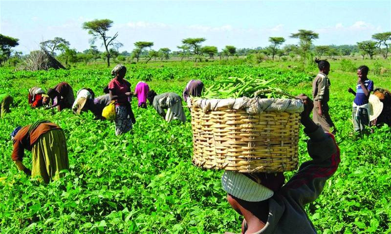 Nigeria Strengthens Food Security Efforts Amid Agricultural Challenges