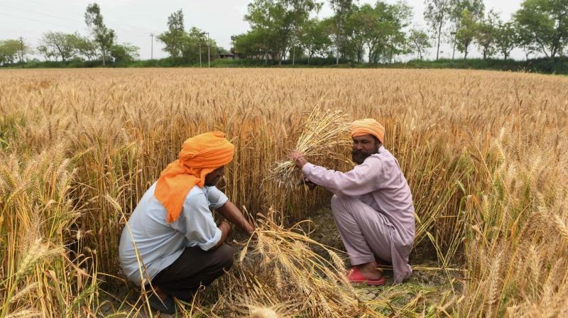 Wheat on the Rise: The Exciting Journey of Farmers, Traders, and Consumers in the Global Market