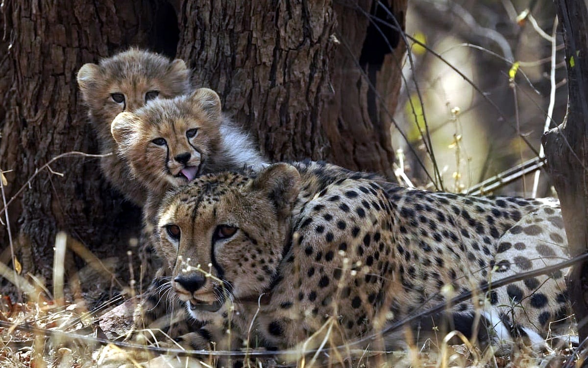 Cheetah Cubs Celebrate Mother's Day With Their Fierce and Loving Moms