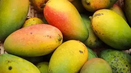 Spotlight on 400 Rare Mango Varieties at Telangana Expo