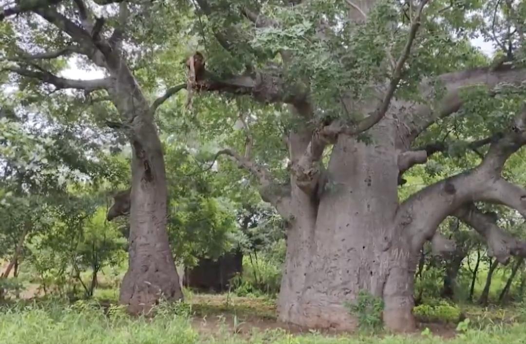 Rooted In Heritage: India’s First Baobab Tree Park Revived In Hyderabad’s Chengicherla Forest