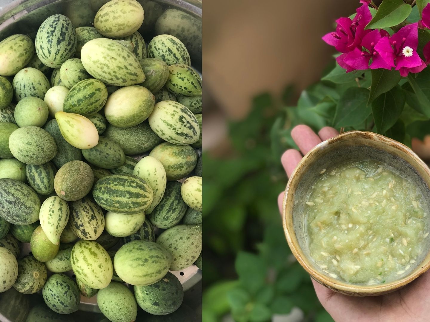Desert’s Hidden Gem: How Kachri Powers Rajasthan’s Bold Flavours