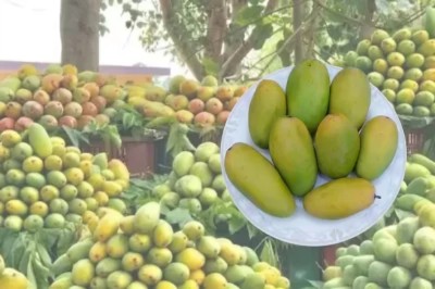 Sweet Success: UP’s Dussehri Mangoes Land in Dubai for the First Time