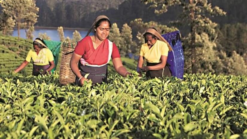 McLeod Russel India Reports Q3 FY25 Results: Revenue Decline and Widening Losses