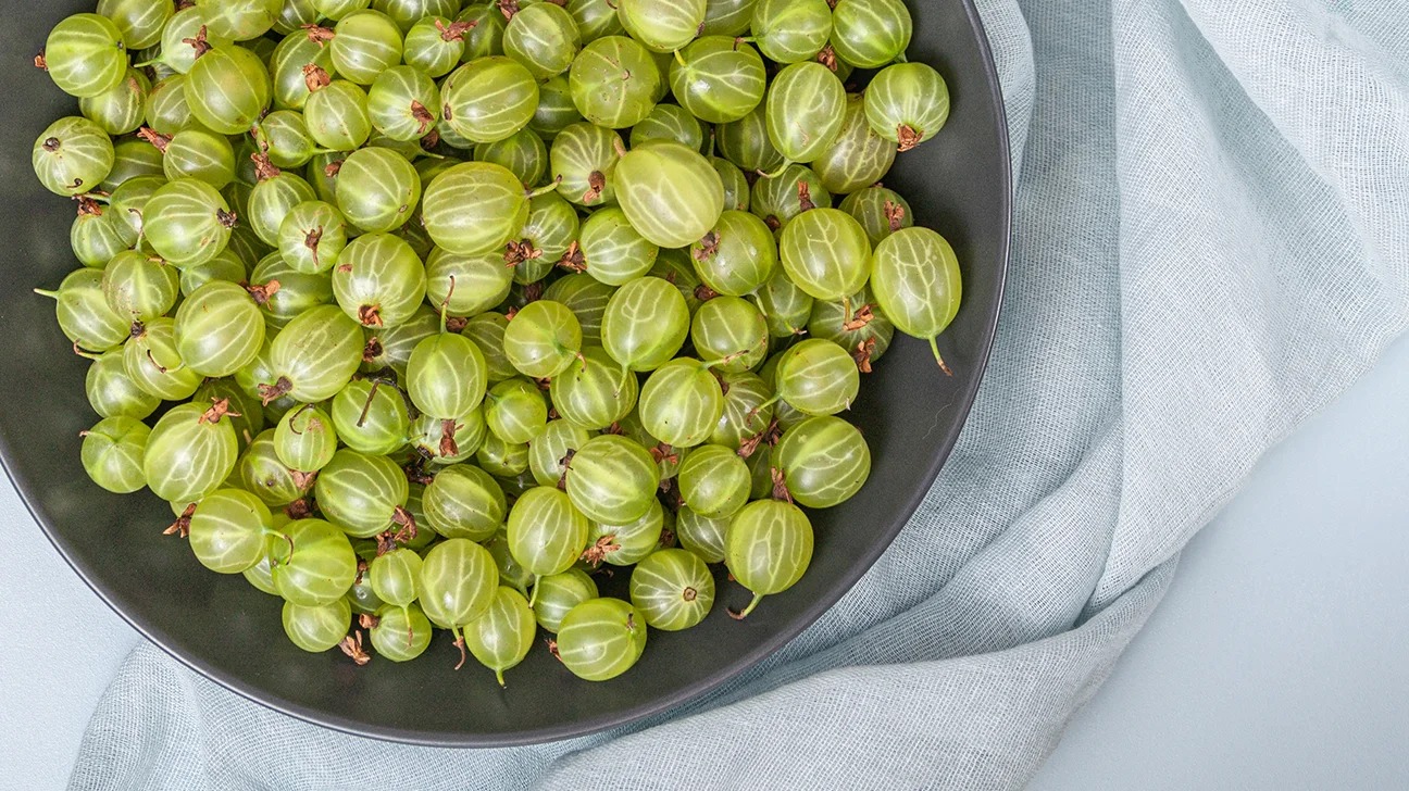 Aloe You Need: 8 Herbs to Keep You Hydrated and Happy