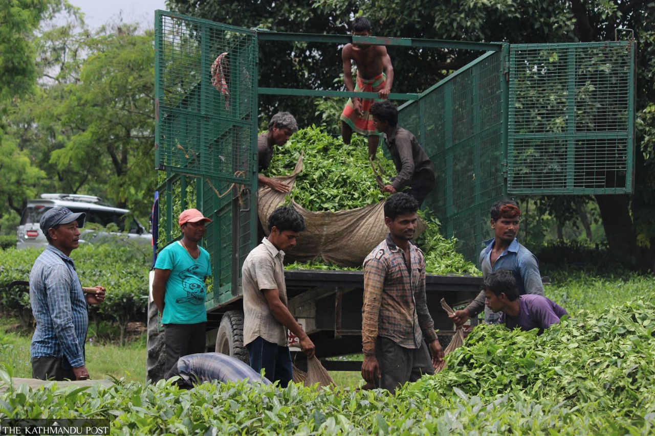Nepal’s Tea Exports Surge by 36%, Driven by Global Demand and Reduced Indian Production