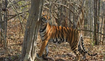 Jharkhand Roars Ahead: Maiden Tiger Safari Set to Unleash Wild Wonders