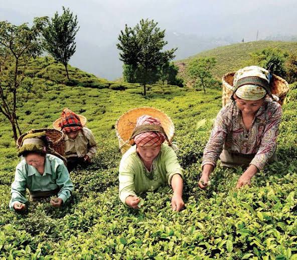 Beat the Bengal Blaze: Discover the Top 5 Hill Havens Within Reach of Kolkata