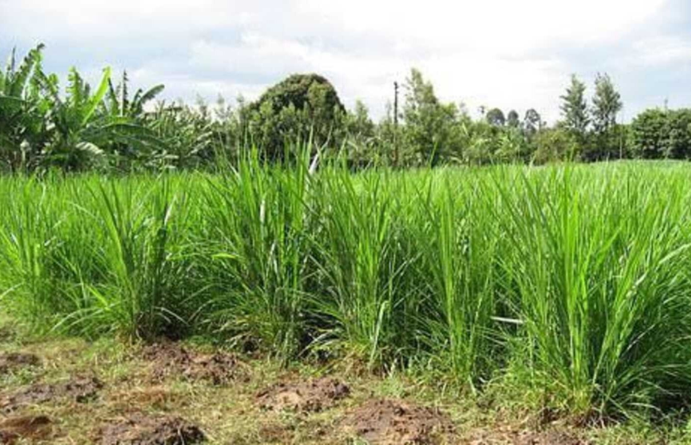 Napier Grass Fodder Scheme In Prayagraj Gets ₹13.28 Lakh Budget Approval