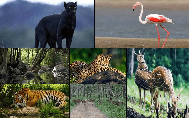 India’s Wild Wonders: 8 Sanctuaries That Redefine Nature Travel in 2025